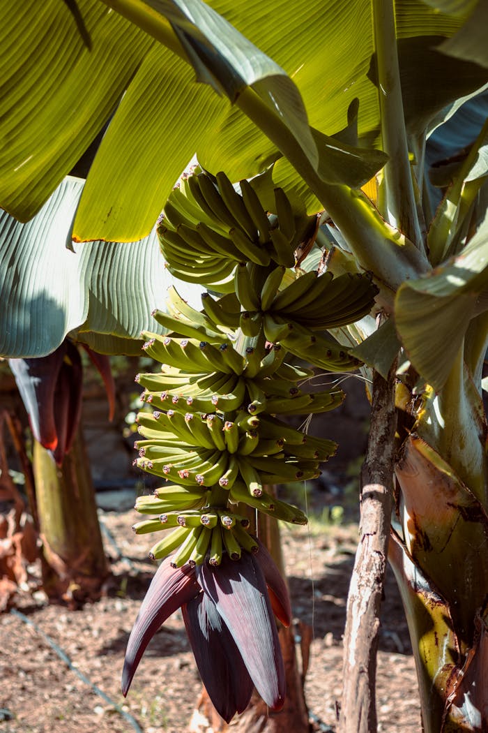 Close-up of a banana tree with ripe bananas growing in a Spanish plantation.