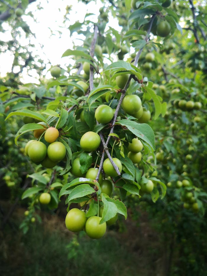 Vibrant green hog plums hanging on tree branches, showcasing fresh and juicy fruit in a summer orchard.