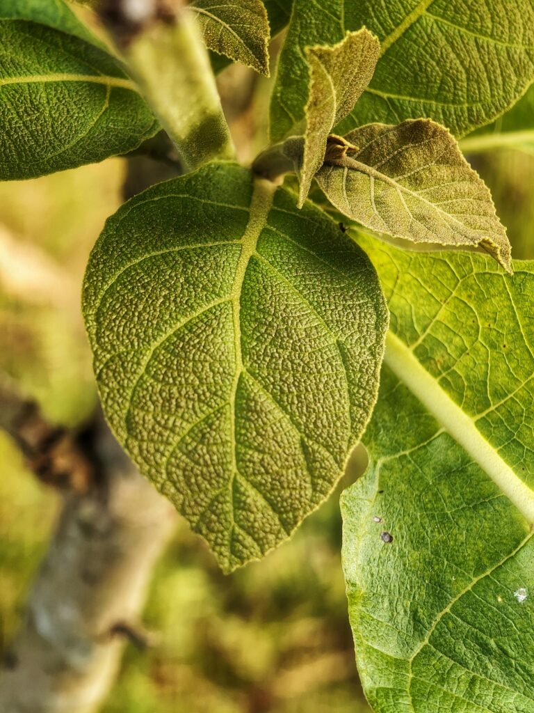 Detailed close-up of a vibrant green leaf with textured surface, showcasing nature's beauty.